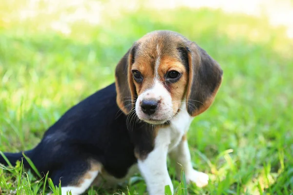 Rasy psów beagle na naturalne tło zielony — Zdjęcie stockowe