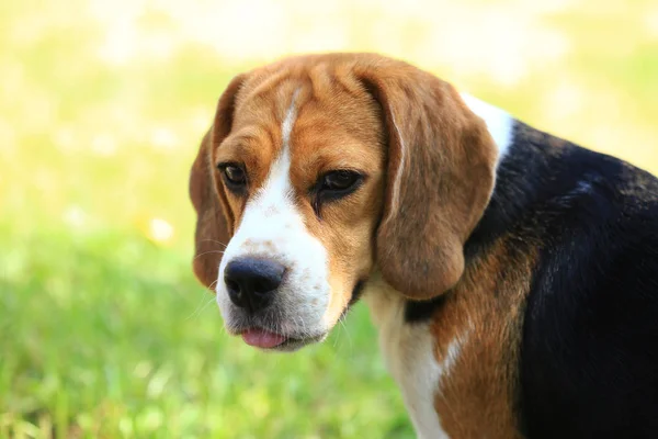 Raza de perro beagle sobre un fondo verde natural — Foto de Stock