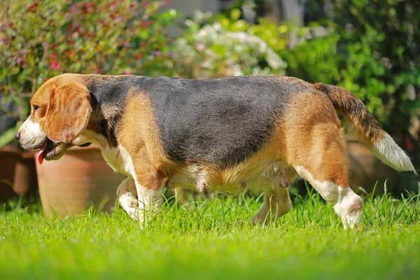 Race de chien beagle sur un fond vert naturel — Photo