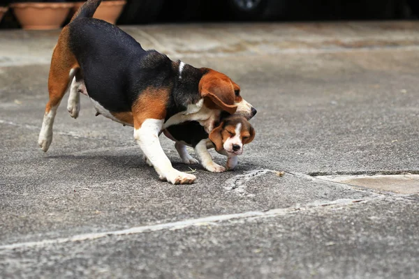 Rasy psów beagle na naturalne tło zielony — Zdjęcie stockowe