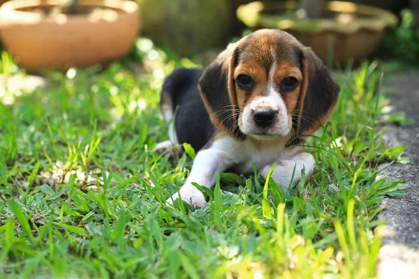 Rasse der Beagle-Hunde auf einem natürlichen grünen Hintergrund — Stockfoto