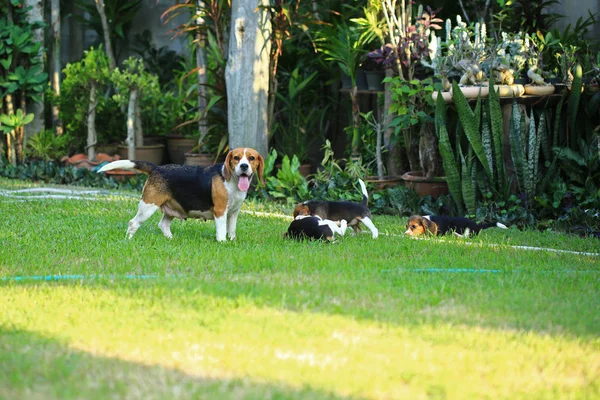 自然的绿色背景上的小猎犬狗的品种 — 图库照片
