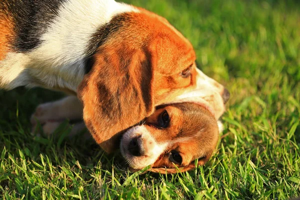 Raza de perro beagle sobre un fondo verde natural — Foto de Stock