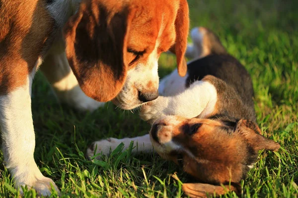  doğal yeşil arka plan üzerinde beagle köpek cins