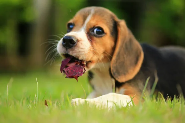 Rasy psów beagle na naturalne tło zielony — Zdjęcie stockowe