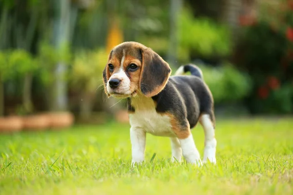 Raça de cão beagle em um fundo verde natural — Fotografia de Stock