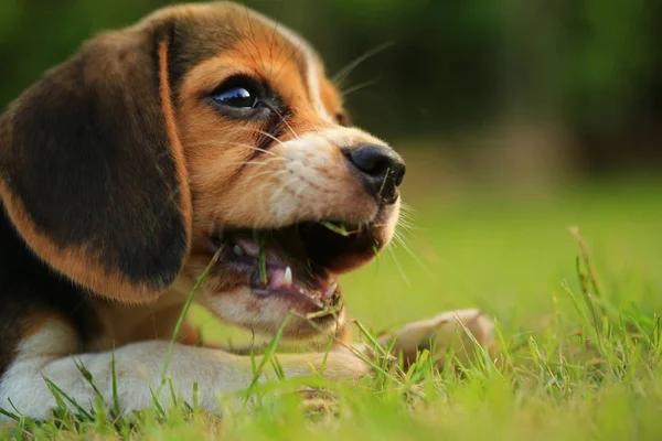 Breed of beagle dog on a natural green background — Stock Photo, Image