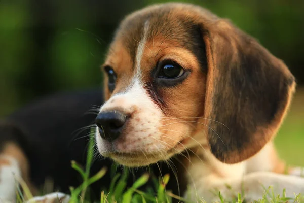 Rasse der Beagle-Hunde auf einem natürlichen grünen Hintergrund — Stockfoto