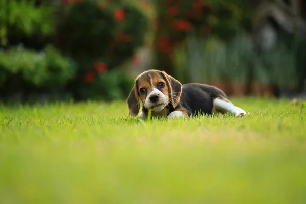 Raza de perro beagle sobre un fondo verde natural — Foto de Stock