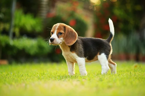 Raza de perro beagle sobre un fondo verde natural —  Fotos de Stock