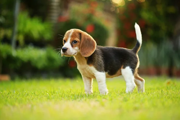  doğal yeşil arka plan üzerinde beagle köpek cins