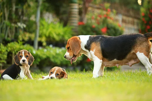  doğal yeşil arka plan üzerinde beagle köpek cins