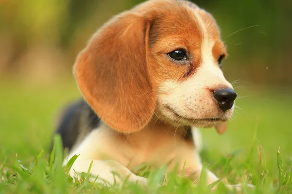 Raza de perro beagle sobre un fondo verde natural —  Fotos de Stock