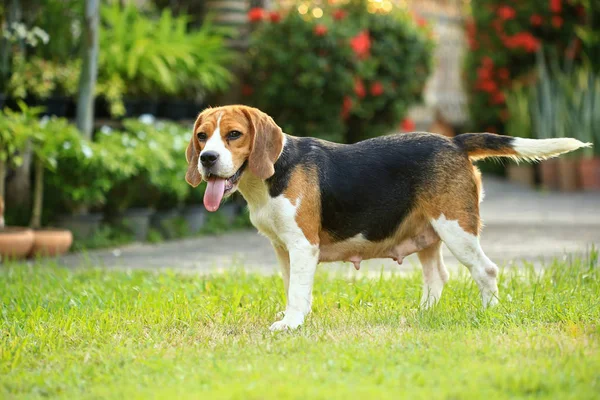 Rotu beagle koira luonnollisella vihreällä taustalla — kuvapankkivalokuva