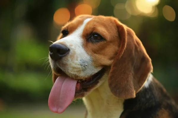 Rotu beagle koira luonnollisella vihreällä taustalla — kuvapankkivalokuva