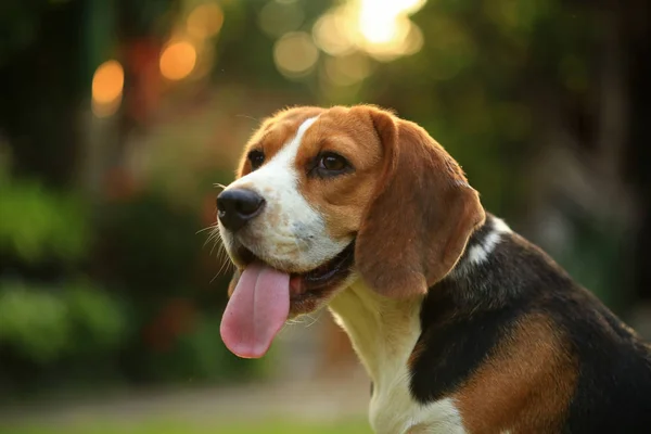 Raza de perro beagle sobre un fondo verde natural — Foto de Stock