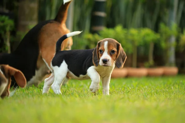 Plemeno psa beagle na přírodní zelené pozadí — Stock fotografie