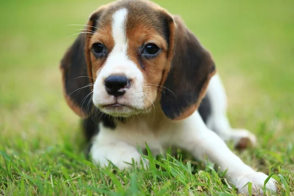 Rasse der Beagle-Hunde auf einem natürlichen grünen Hintergrund — Stockfoto