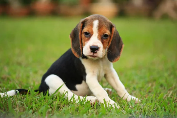 Rasse der Beagle-Hunde auf einem natürlichen grünen Hintergrund — Stockfoto