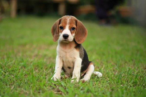 Rasse der Beagle-Hunde auf einem natürlichen grünen Hintergrund — Stockfoto