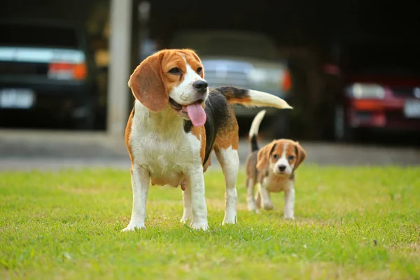 hunde ausführen