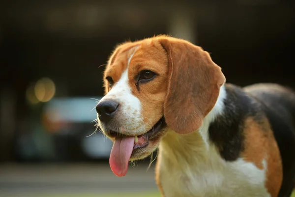 Plemeno psa beagle na přírodní zelené pozadí — Stock fotografie