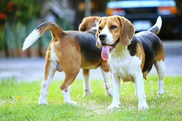 Race de chien beagle sur un fond vert naturel — Photo