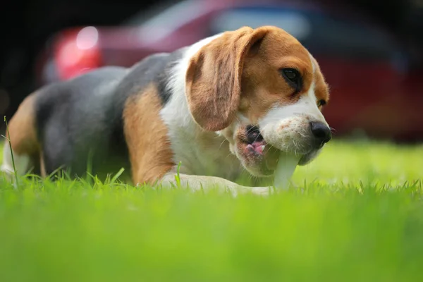 Familie Beagle Hund im Park — Stockfoto