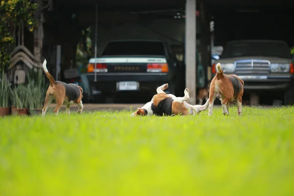 家庭小猎犬狗在公园里 — 图库照片