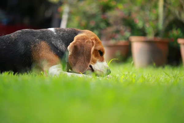 Familia Beagle perro en el parque — Foto de Stock