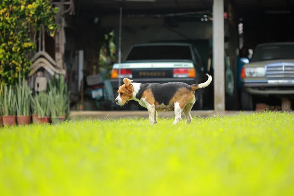 Pies Beagle dla rodzin z dziećmi w parku — Zdjęcie stockowe