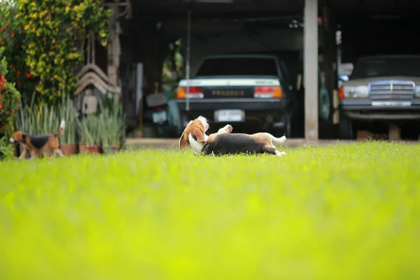 Familie Beagle Hund im Park — Stockfoto