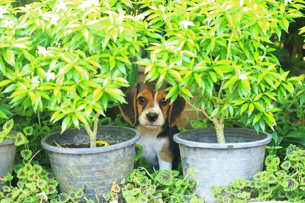 Family Beagle Dog in Park — Stock Photo, Image