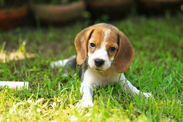 Familia Beagle perro en el parque —  Fotos de Stock