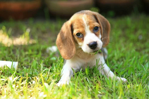 Familie Beagle Hund im Park — Stockfoto