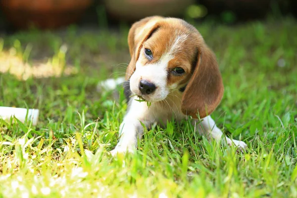 Familie Beagle Hund im Park — Stockfoto
