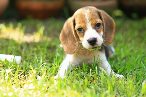 Familia Beagle perro en el parque —  Fotos de Stock