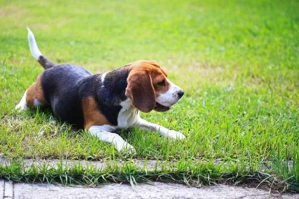 Familia Beagle perro en el parque — Foto de Stock