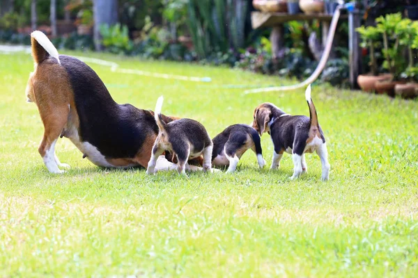 Pies Beagle dla rodzin z dziećmi w parku — Zdjęcie stockowe