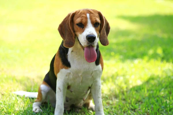 Familie Beagle hond in Park — Stockfoto