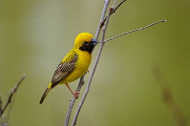 Ağaç dalındaki güzel kuş