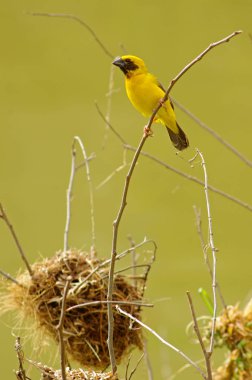 Ağaç dalındaki güzel kuş