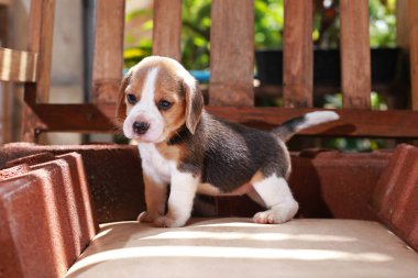 Beagle köpek yavrusu sit ve ahşap sandalye üzerinde oynamak