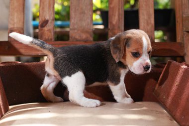 Beagle köpek yavrusu sit ve ahşap sandalye üzerinde oynamak