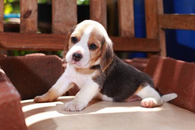 Beagle köpek yavrusu sit ve ahşap sandalye üzerinde oynamak