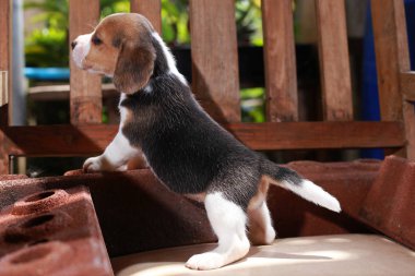Beagle köpek yavrusu sit ve ahşap sandalye üzerinde oynamak
