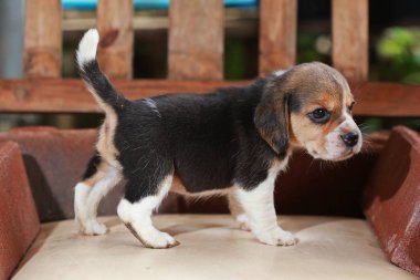 Beagle köpek yavrusu sit ve ahşap sandalye üzerinde oynamak