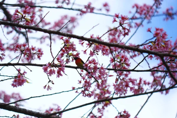 Hermoso pájaro en rama de árbol — Foto de Stock