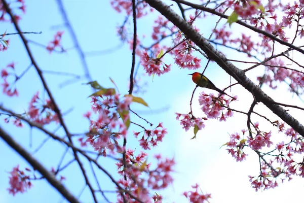 Bel oiseau sur branche d'arbre — Photo
