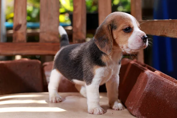 Beagle puppy sit and play on wood chair — Stock Photo, Image